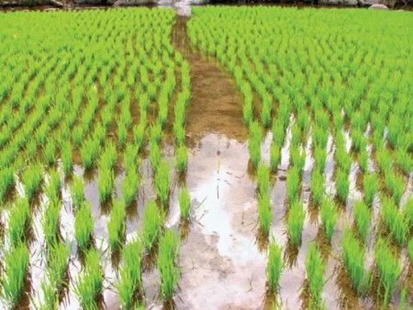  مازاد تولید شالیکاران گلستانی خریداری می‌شود